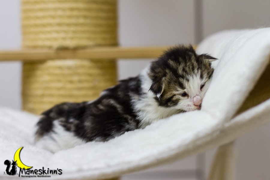 Camran (13 Tage alt)