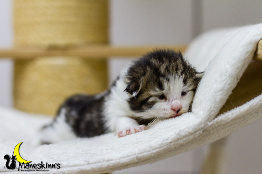 Camran (13 Tage alt)