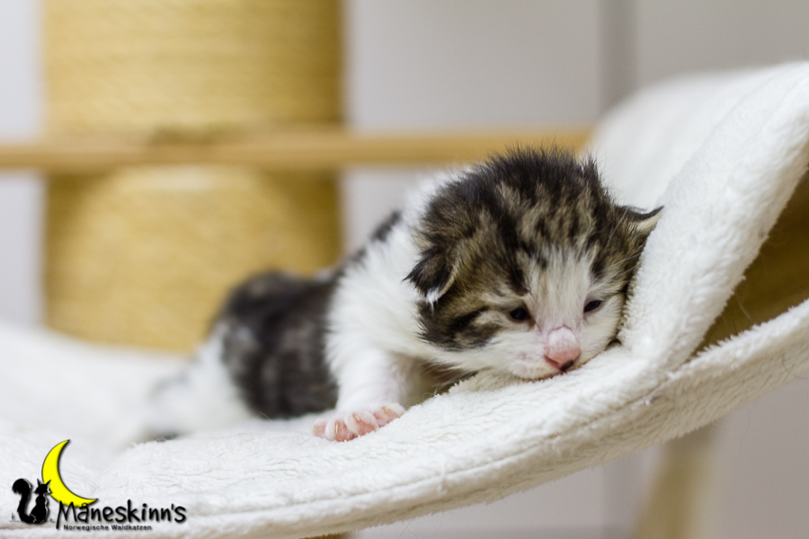 Camran (13 Tage alt)