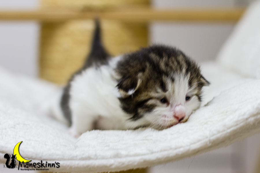 Camran (13 Tage alt)