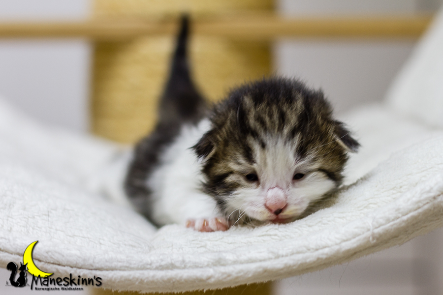 Camran (13 Tage alt)