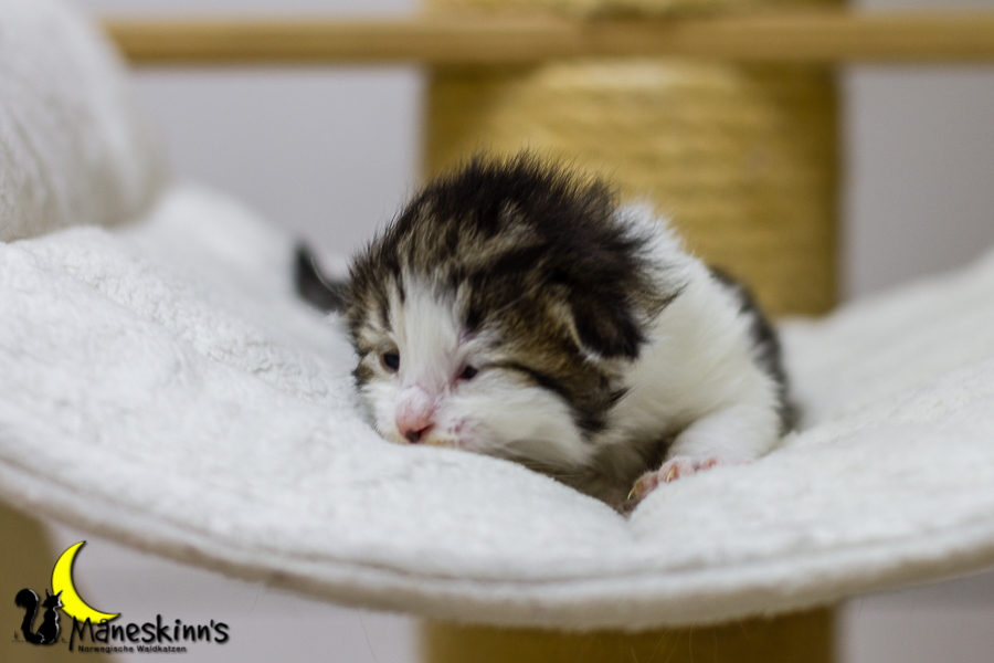 Camran (13 Tage alt)