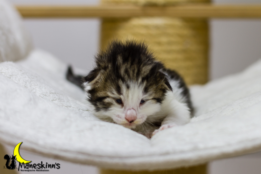 Camran (13 Tage alt)