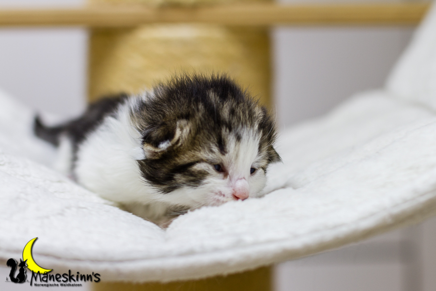 Camran (13 Tage alt)