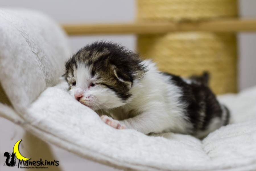 Camran (13 Tage alt)