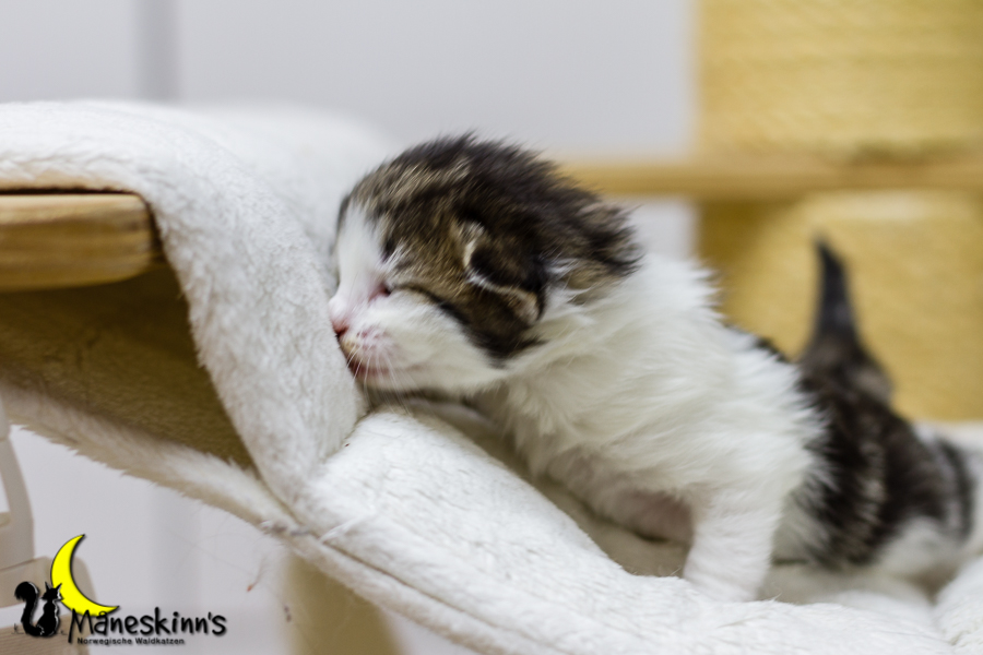 Camran (13 Tage alt)