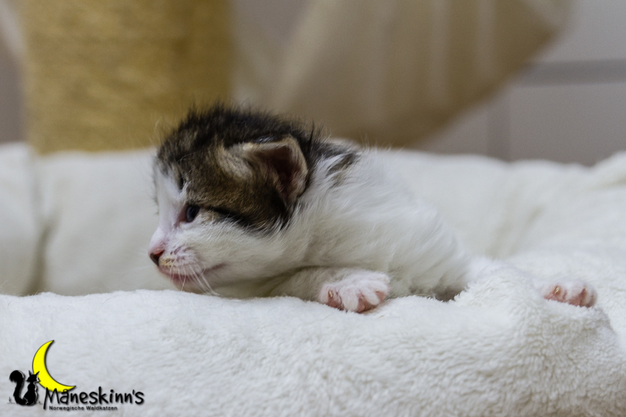 Camran (20 Tage alt)