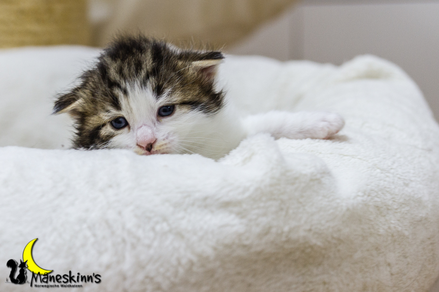 Camran (20 Tage alt)