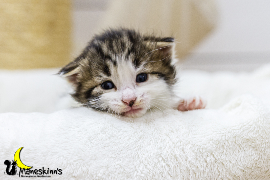 Camran (20 Tage alt)