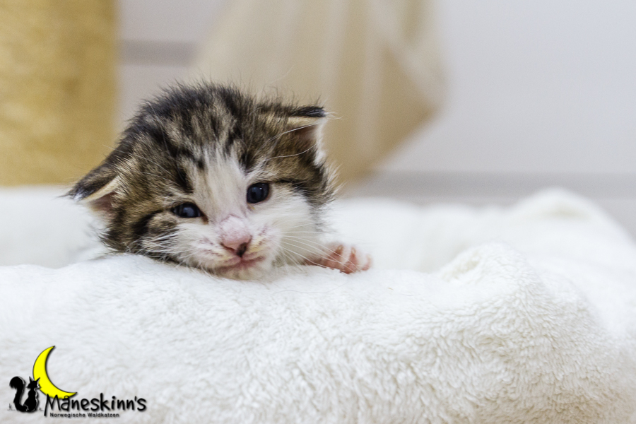 Camran (20 Tage alt)