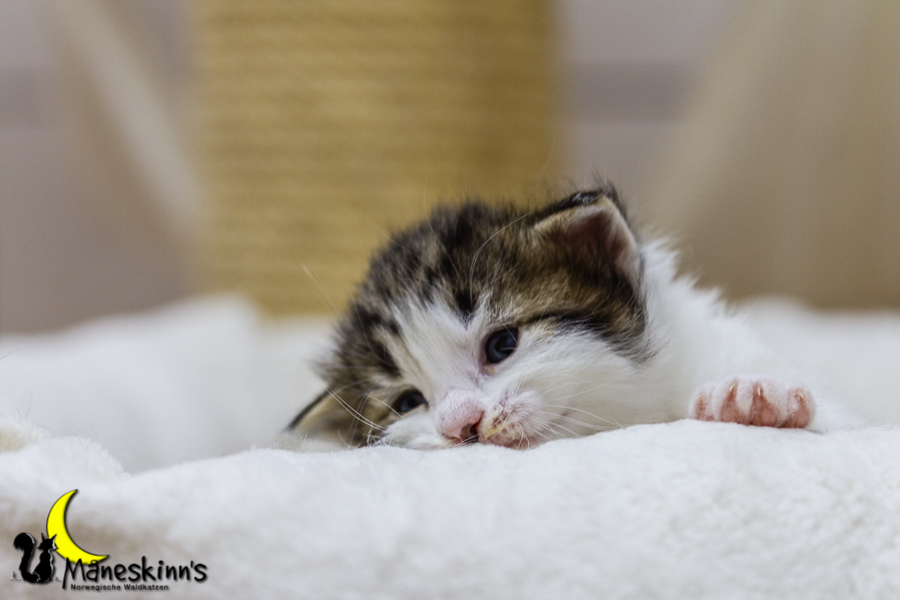 Camran (20 Tage alt)