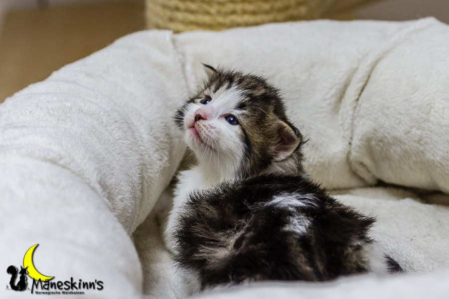 Camran (20 Tage alt)