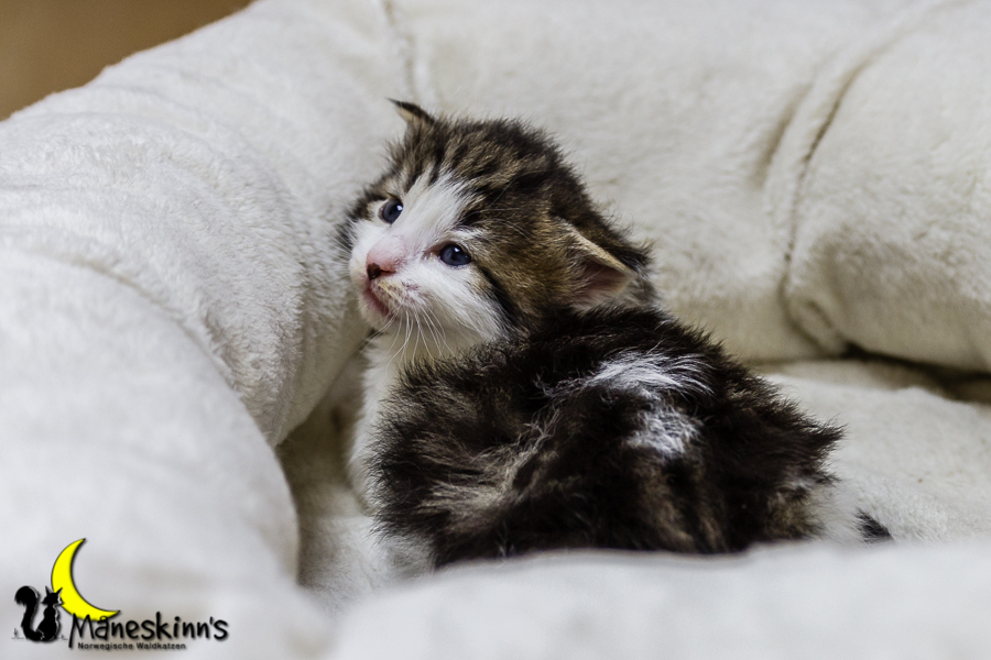 Camran (20 Tage alt)