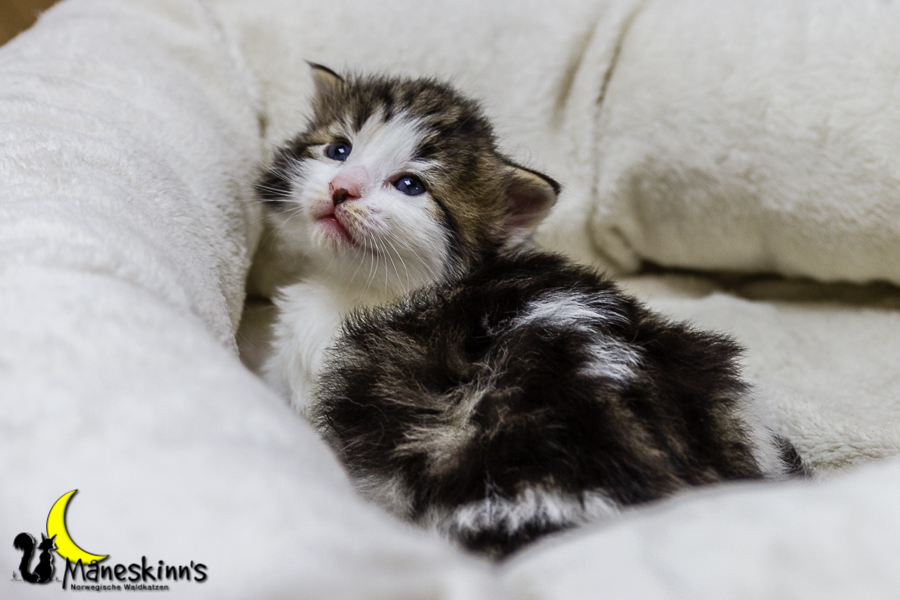 Camran (20 Tage alt)