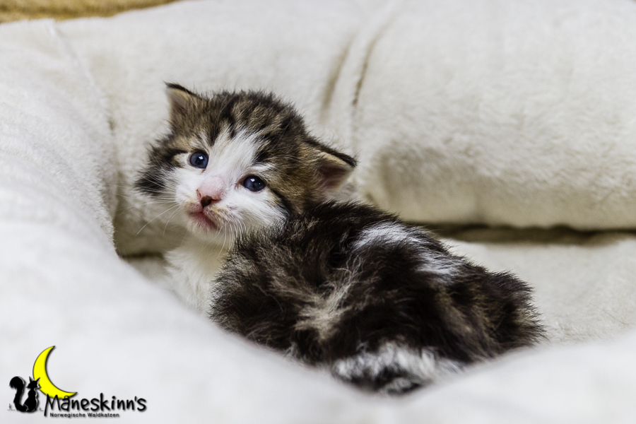 Camran (20 Tage alt)