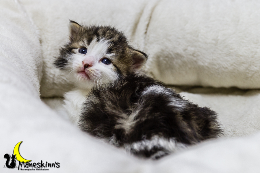 Camran (20 Tage alt)