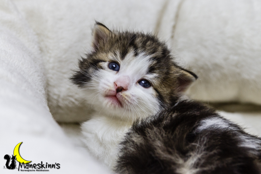 Camran (20 Tage alt)