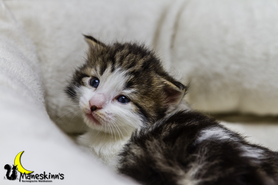 Camran (20 Tage alt)