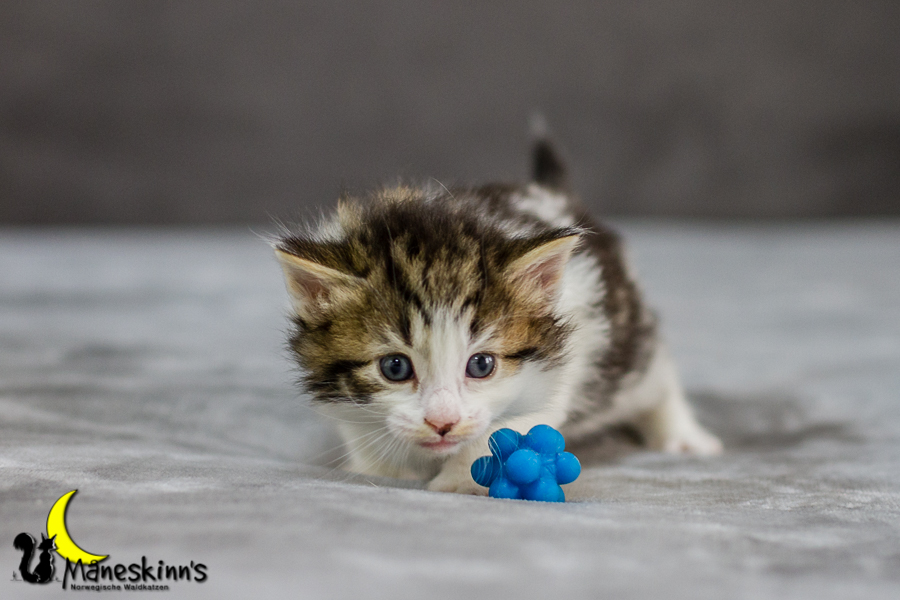 Camran (27 Tage alt)