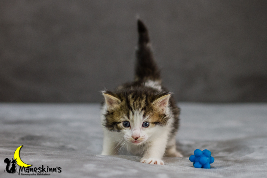 Camran (27 Tage alt)