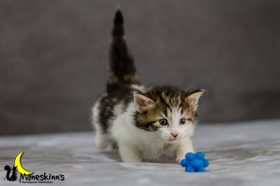 Camran (27 Tage alt)