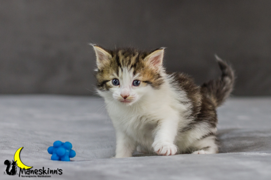 Camran (27 Tage alt)