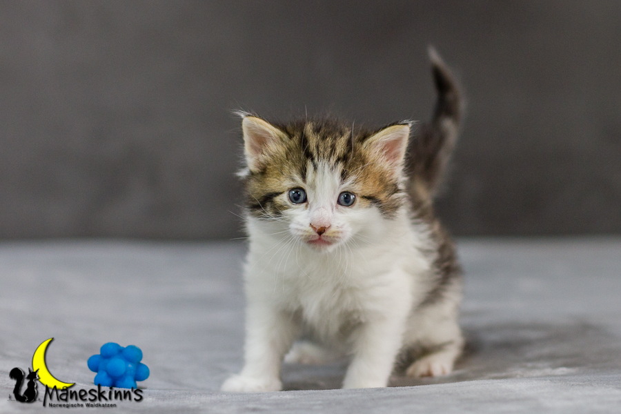 Camran (27 Tage alt)