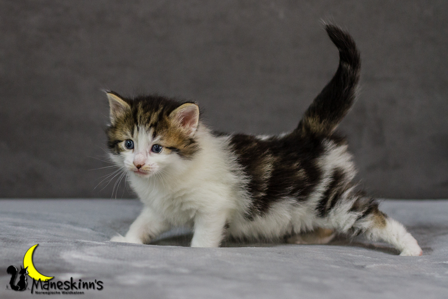 Camran (27 Tage alt)