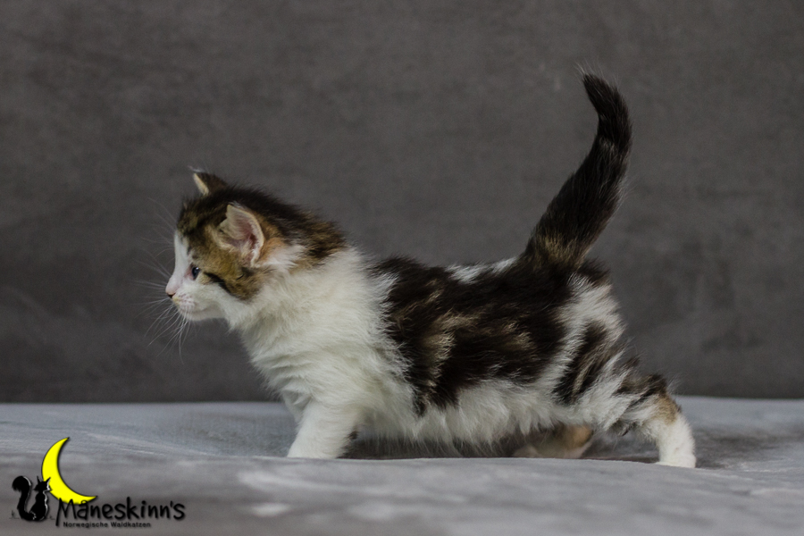 Camran (27 Tage alt)