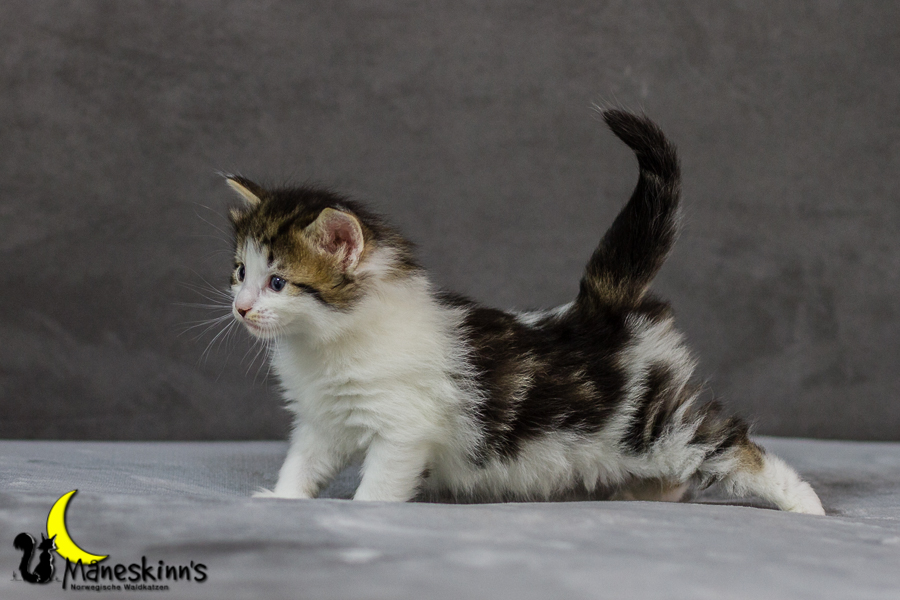 Camran (27 Tage alt)