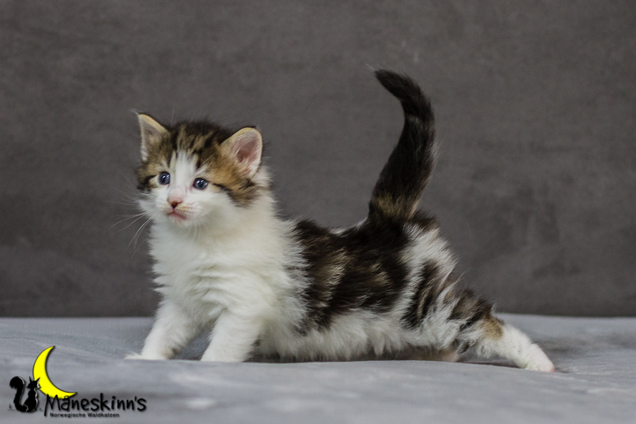 Camran (27 Tage alt)