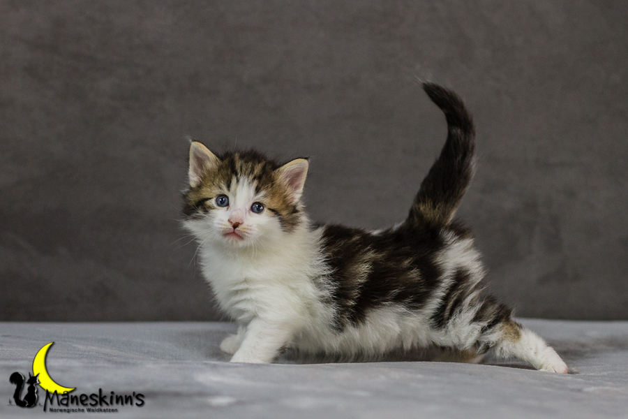 Camran (27 Tage alt)