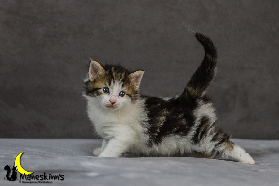 Camran (27 Tage alt)