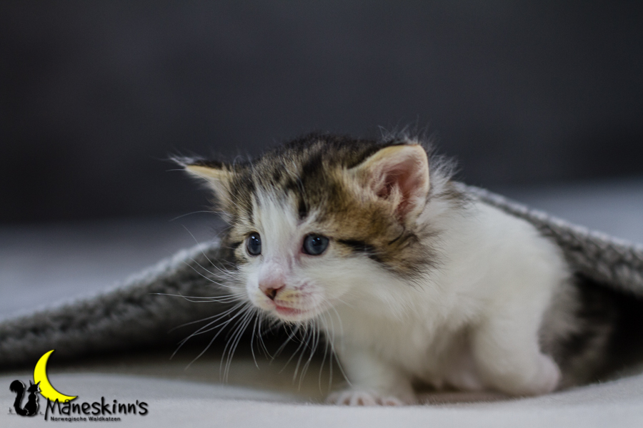 Camran (27 Tage alt)