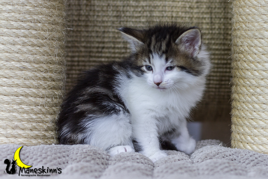 Camran (34 Tage alt)