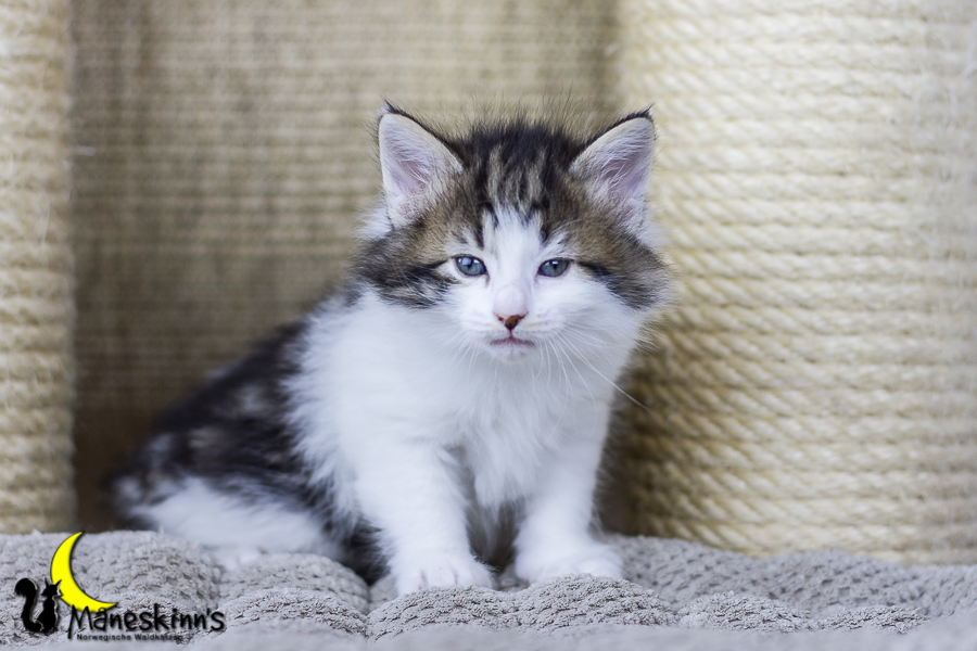 Camran (34 Tage alt)