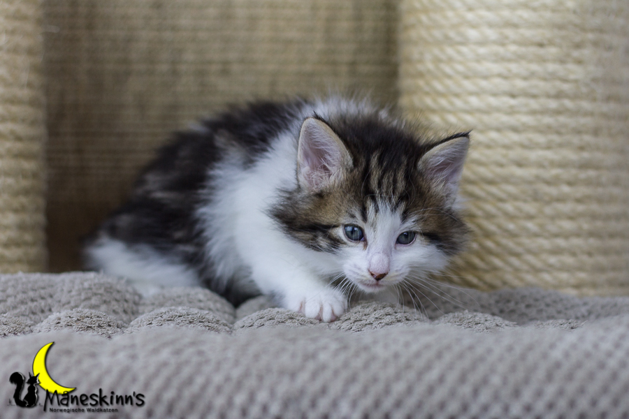 Camran (34 Tage alt)