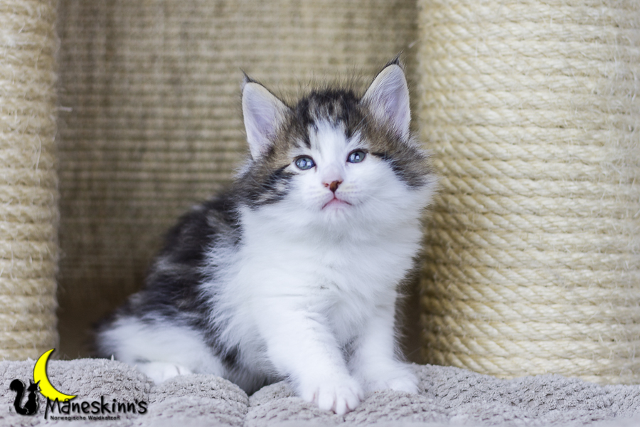 Camran (34 Tage alt)