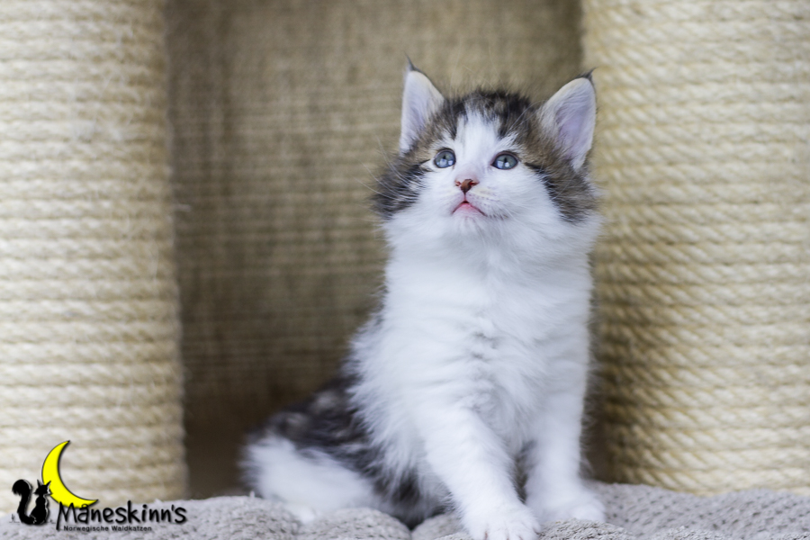 Camran (34 Tage alt)