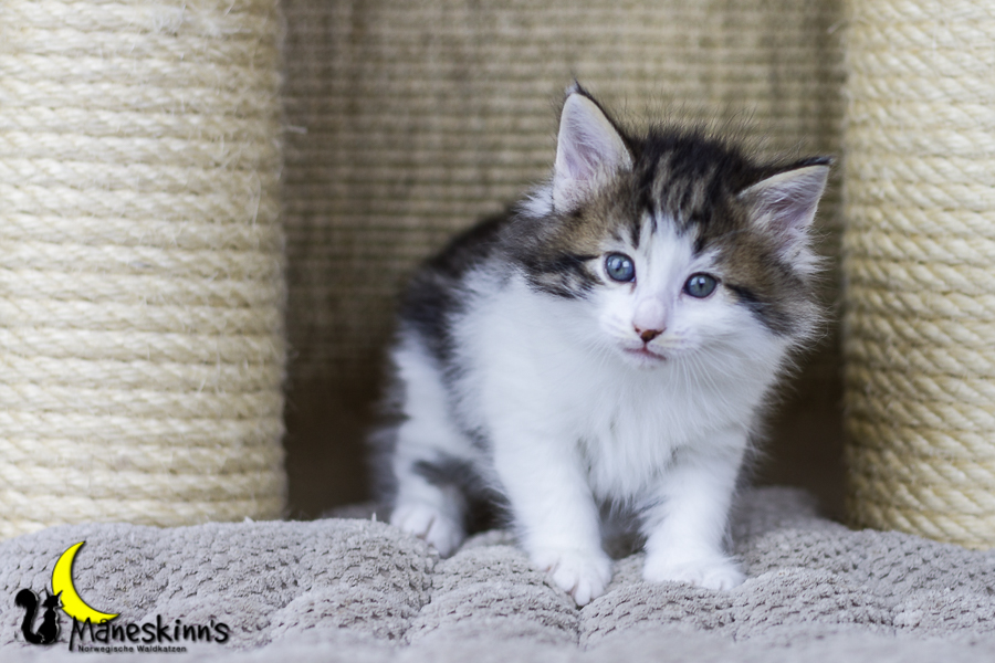 Camran (34 Tage alt)