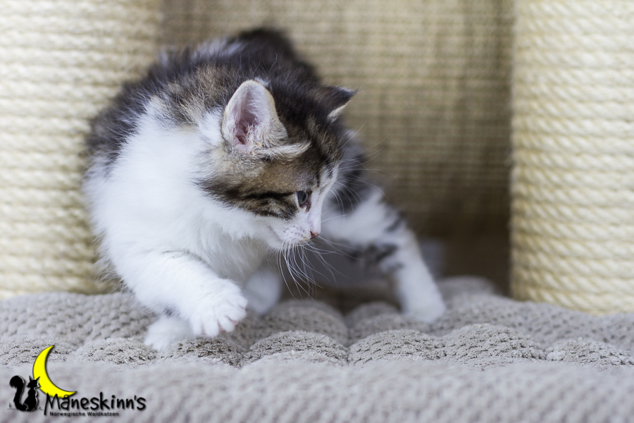 Camran (34 Tage alt)