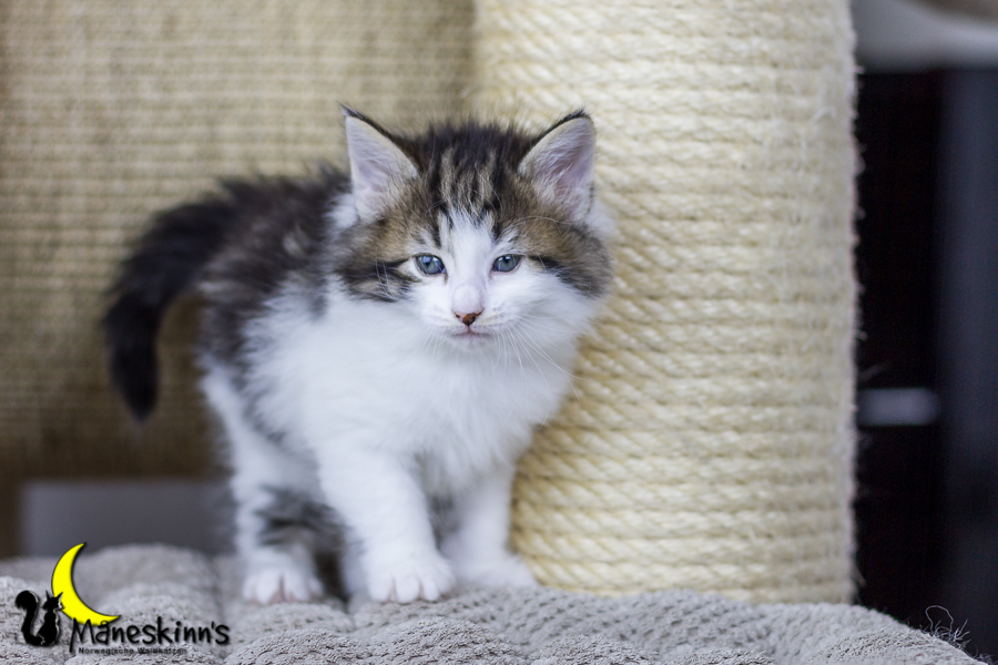 Camran (34 Tage alt)