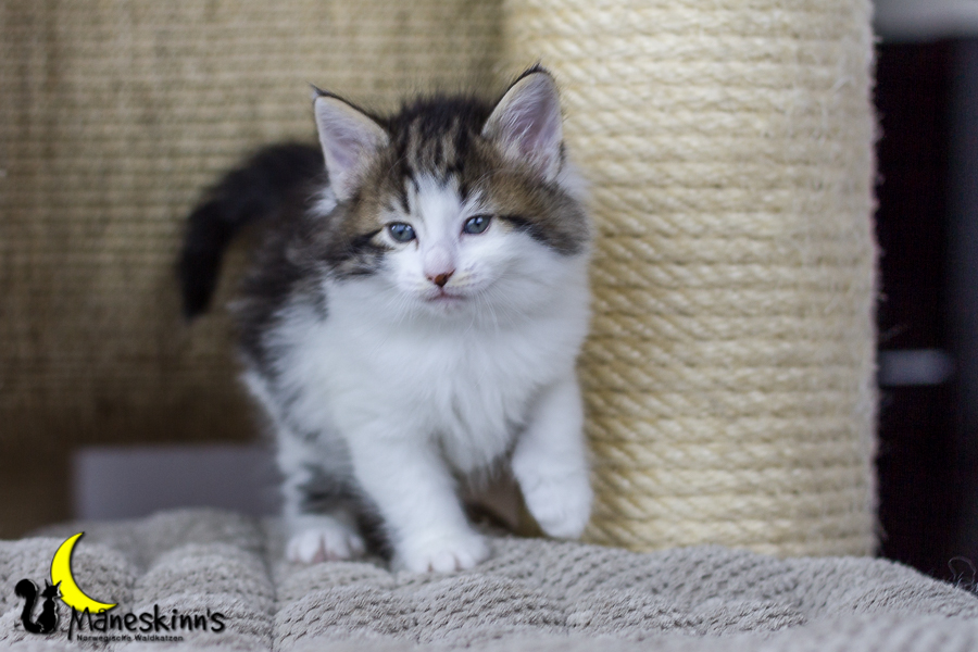 Camran (34 Tage alt)