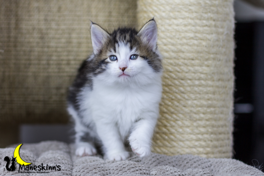 Camran (34 Tage alt)