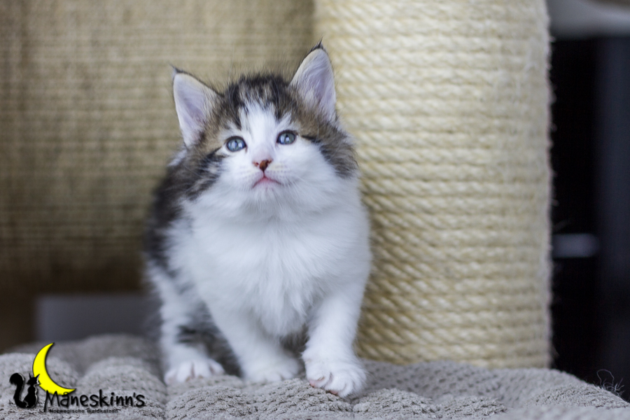 Camran (34 Tage alt)