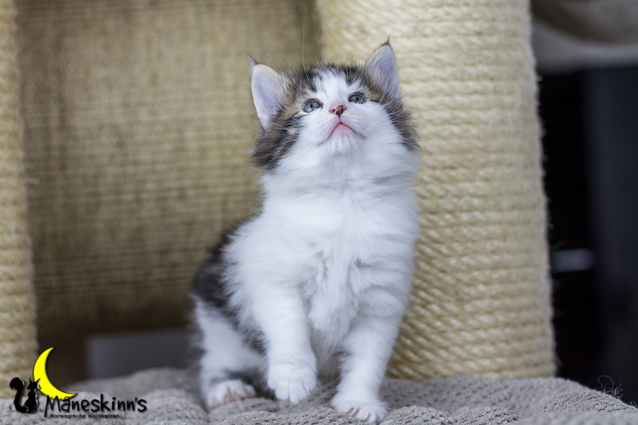 Camran (34 Tage alt)