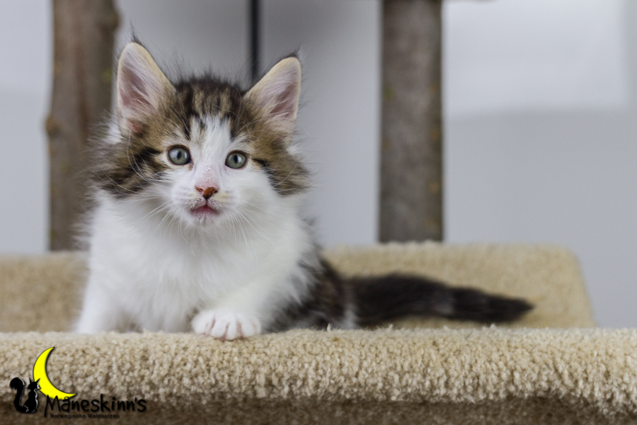 Camran (42 Tage alt)