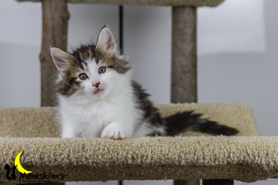 Camran (42 Tage alt)