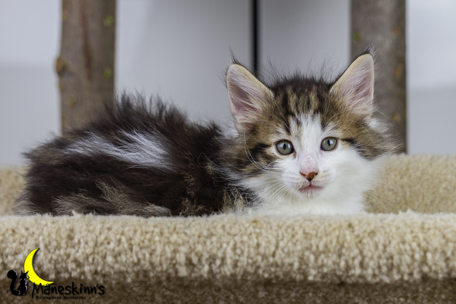 Camran (42 Tage alt)