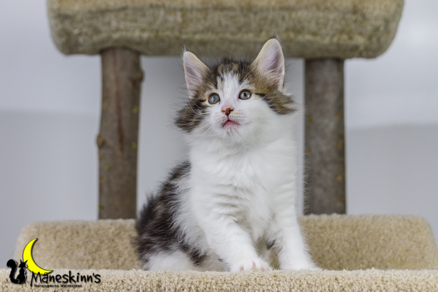 Camran (42 Tage alt)